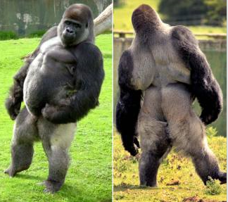 gorilla-umano.png