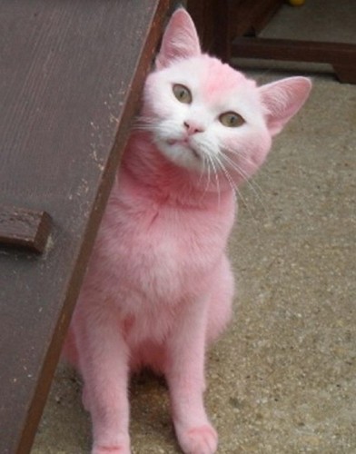 pink cat.jpg