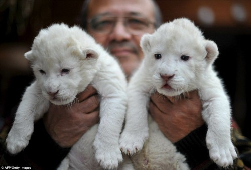 leoncini bianchi0.jpg