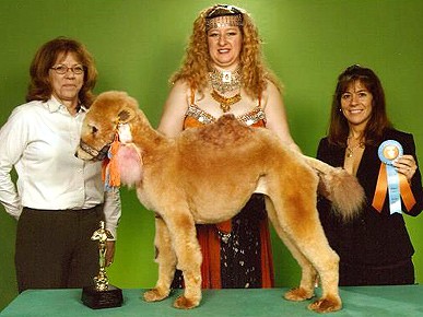 camel-poodle.jpg