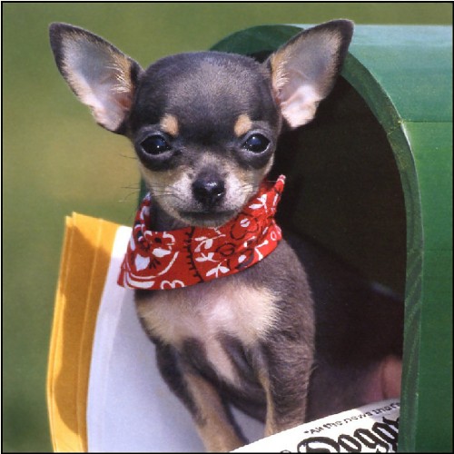 Black-Chihuahua.jpg