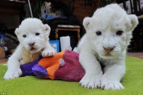 leoncini bianchi2.jpg