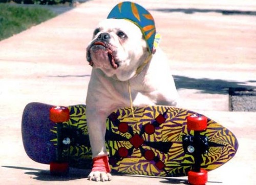 skateboard-dog.jpg